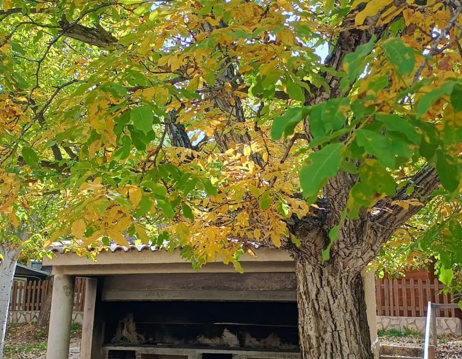 IMG 20251028 124331715 HDR AE